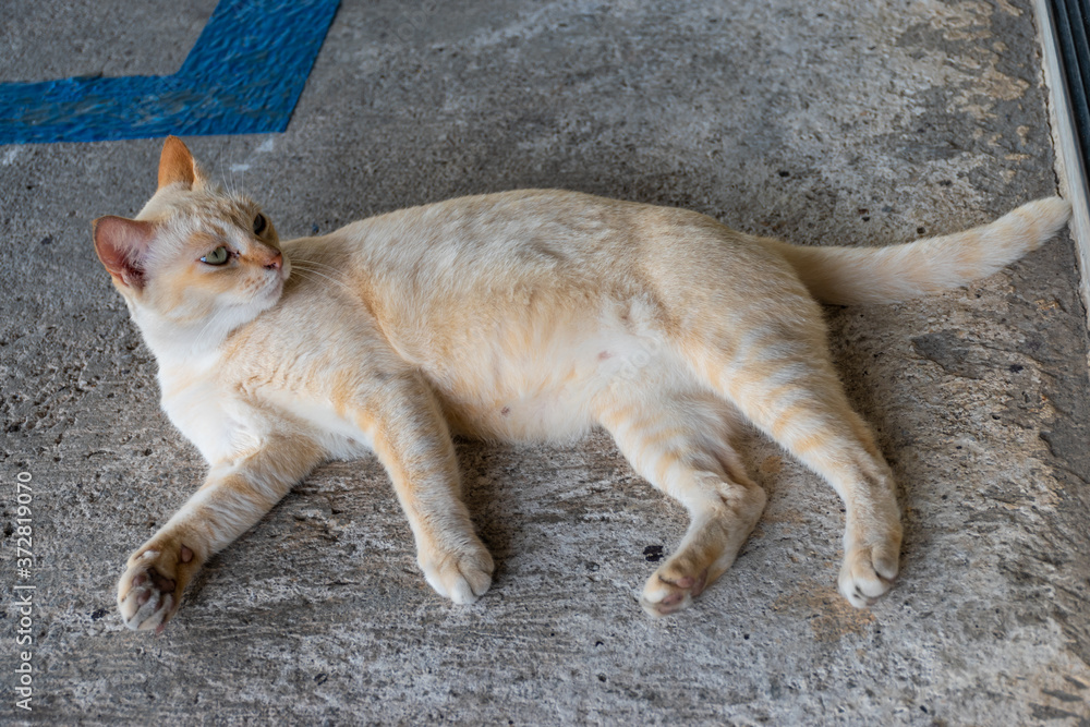 the yellow cat lay on the concrete floor