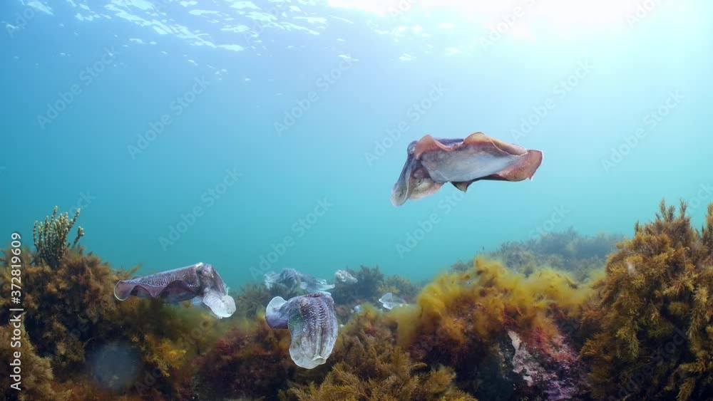 Giant Australian Cuttlefish Sepia apama Migration Whyalla South