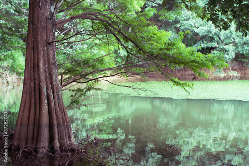 Fototapeta Naklejka Na Ścianę i Meble -  湖と木