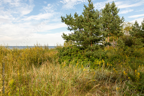 Grass and trees in the forest by the sea