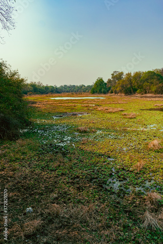Lago casi seco cubierto de vegetación