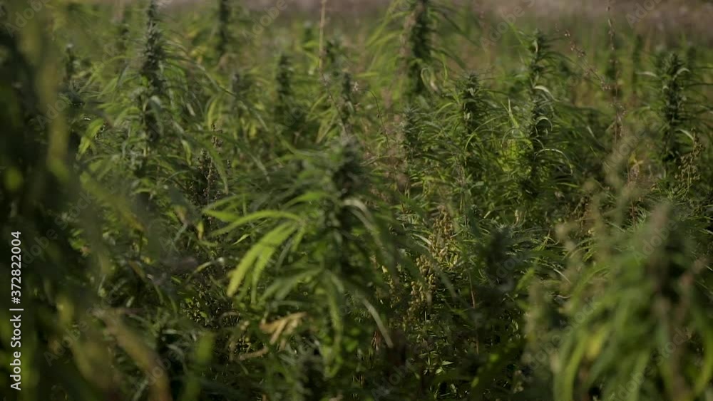 hemp plants on a field. camera panning from top to bottom hemp plants on a field. camera panning from top to bottom