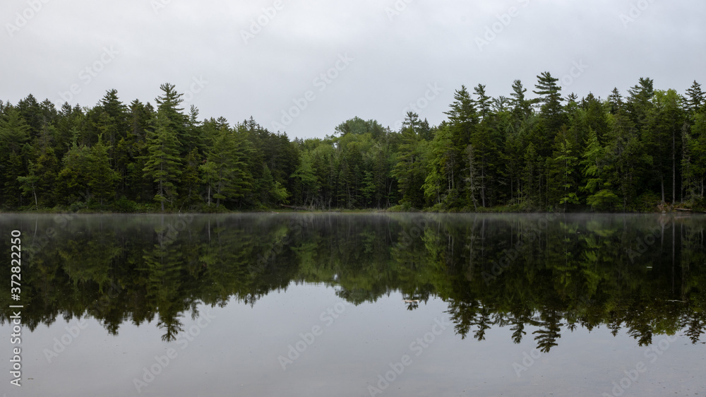 reflection of trees in water