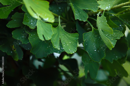 Raindrops close-up on young leaves of Ginkgo Biloba. Abstract nature background, Soft focus