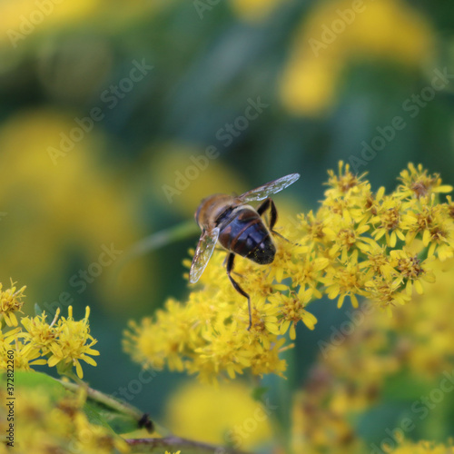 Honey bee collecting pollen on a Canadian goldenrod yellow flowers. Apis mellifera on Solidago canadensis flower 