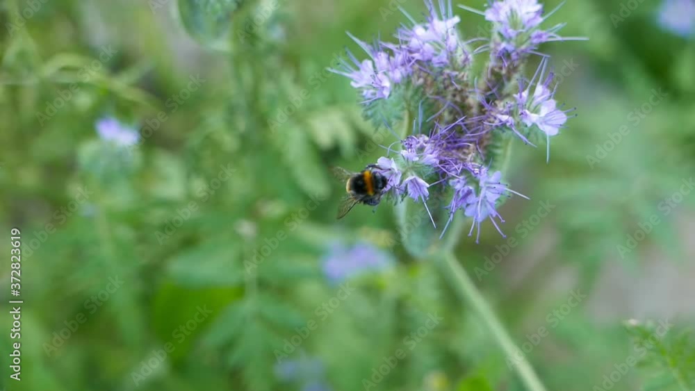 Bumblebee on the flower in a summer garden Bumblebee on the flower in a summer garden