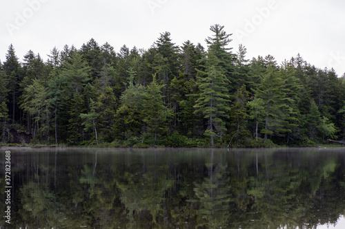 foggy lake in the forest