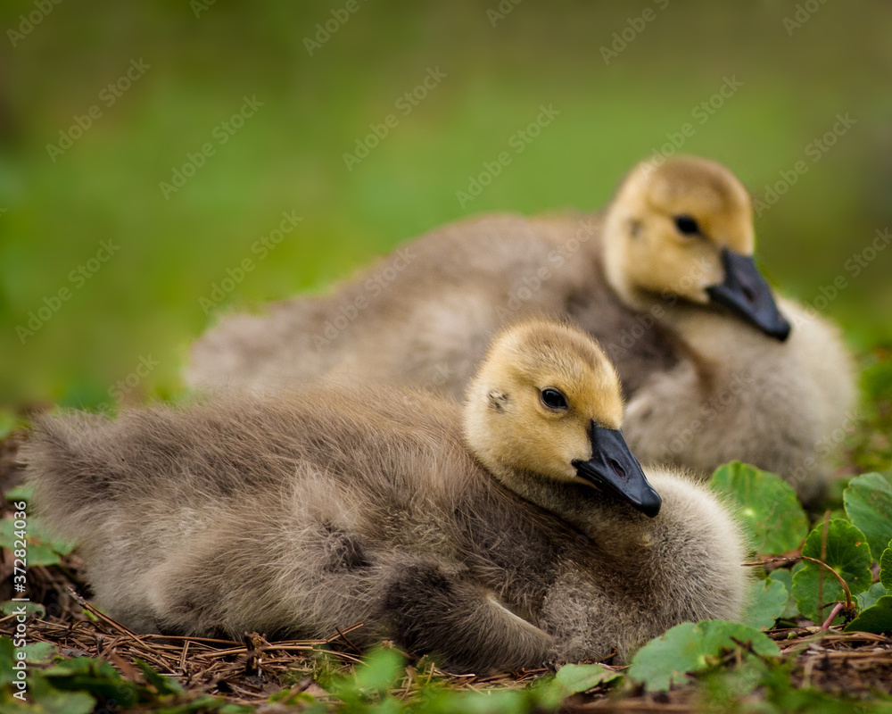 Baby Geese at the Duck Pond Baby Geese at the Duck Pond
