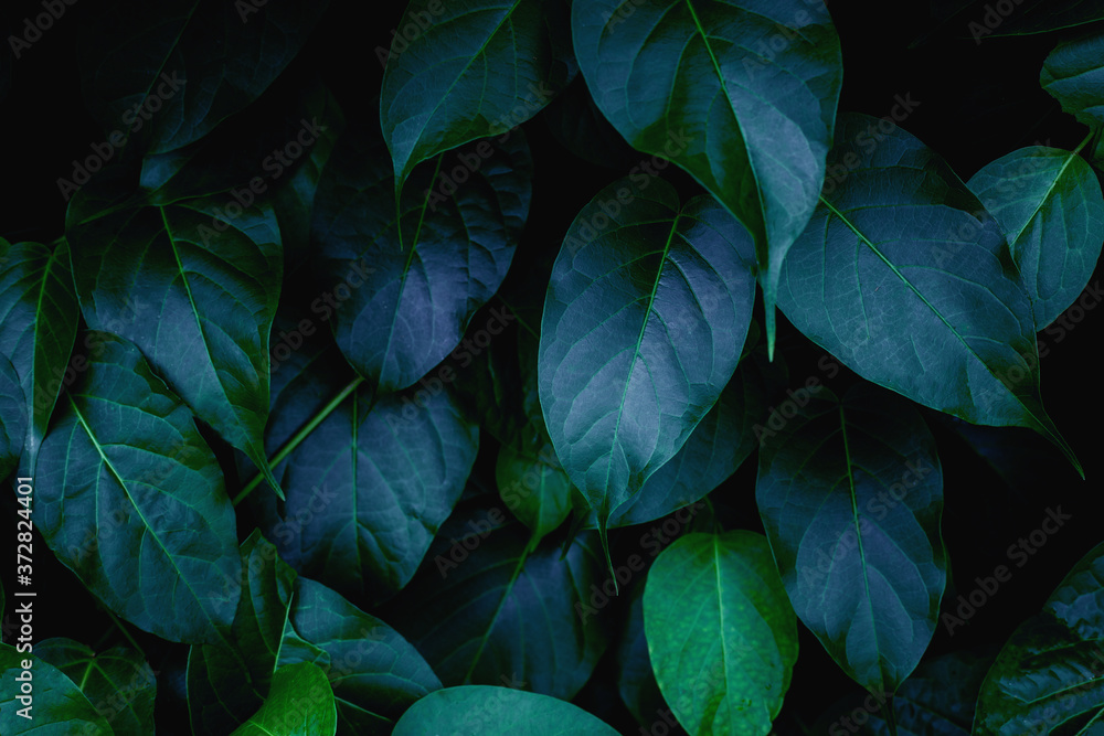 Fototapeta closeup nature view of green leaf texture, dark wallpaper concept, nature background, tropical leaf