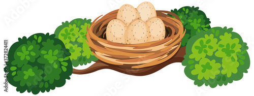 Eggs in the bird nest on tree branch