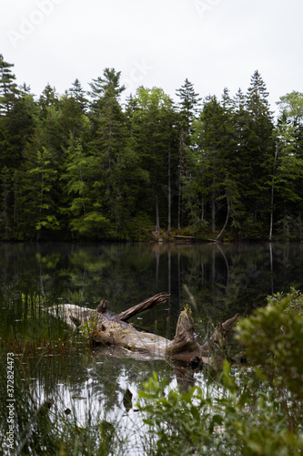 dead tree in the water