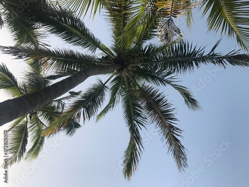 palm tree against blue sky