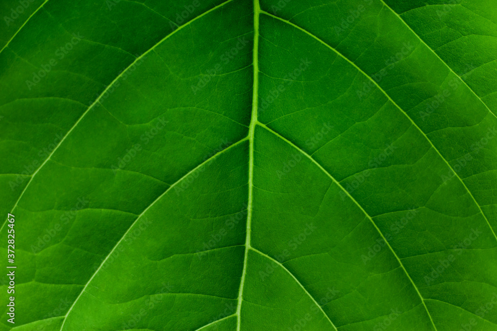 closeup nature view of green leaf texture, dark wallpaper concept, nature background, tropical leaf closeup nature view of green leaf texture, dark wallpaper concept, nature background, tropical leaf