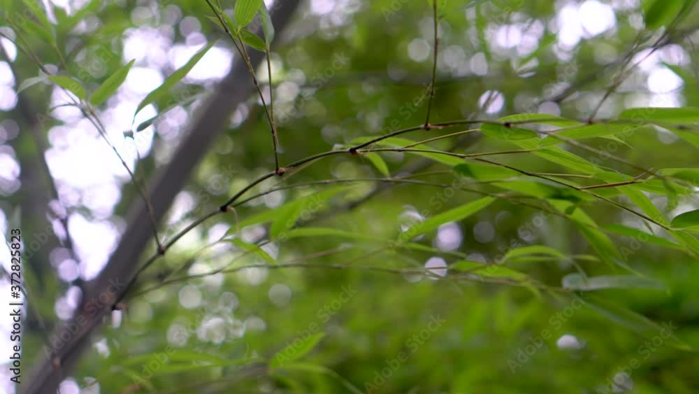 In Japan there are many bamboo plantations. In summer it is an excellent refuge from the sun's rays as it provides plenty of shade, its leaves have an intense green full of life.