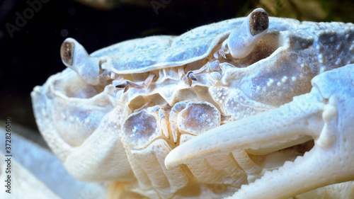 Slika na platnu Albino river crab Potamon sp