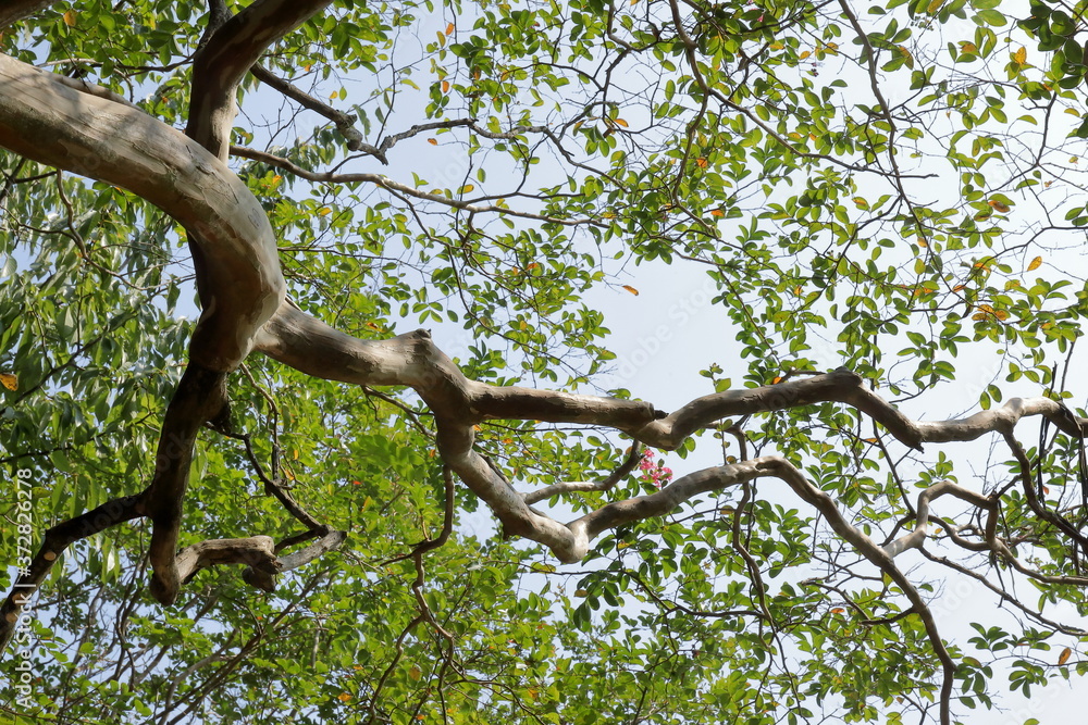 Fototapeta premium 日本のさるすべり