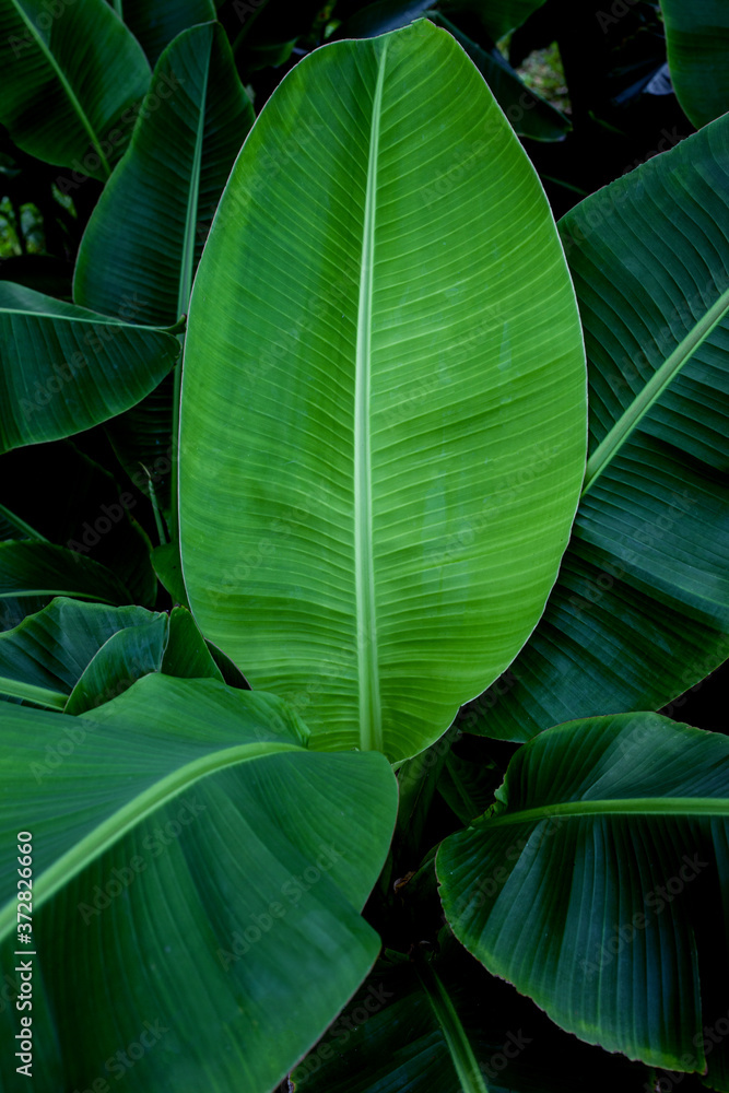 tropical banana leaf texture in garden, abstract green leaf, large palm foliage nature dark green background tropical banana leaf texture in garden, abstract green leaf, large palm foliage nature dark green background