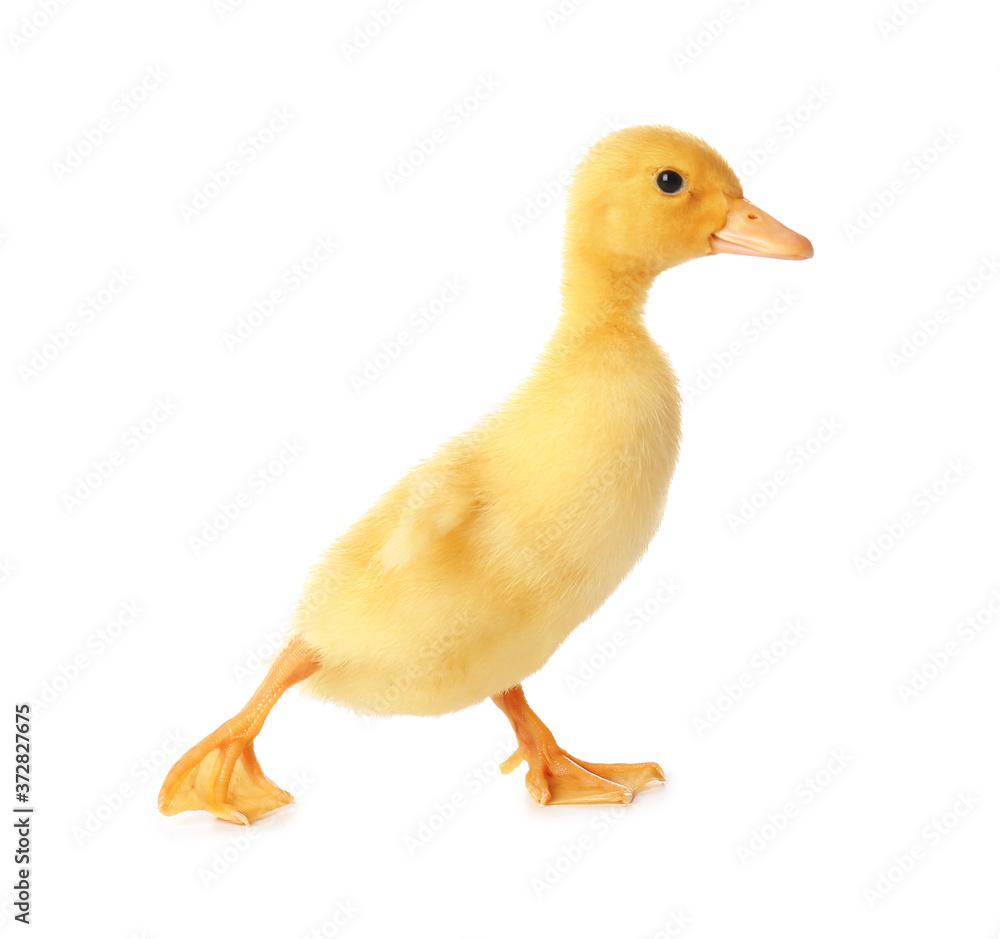 Cute duckling on white background
