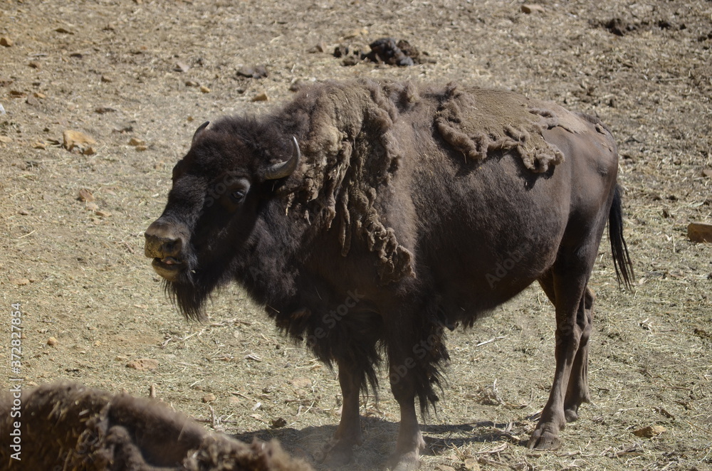 Fototapeta premium Bisonte