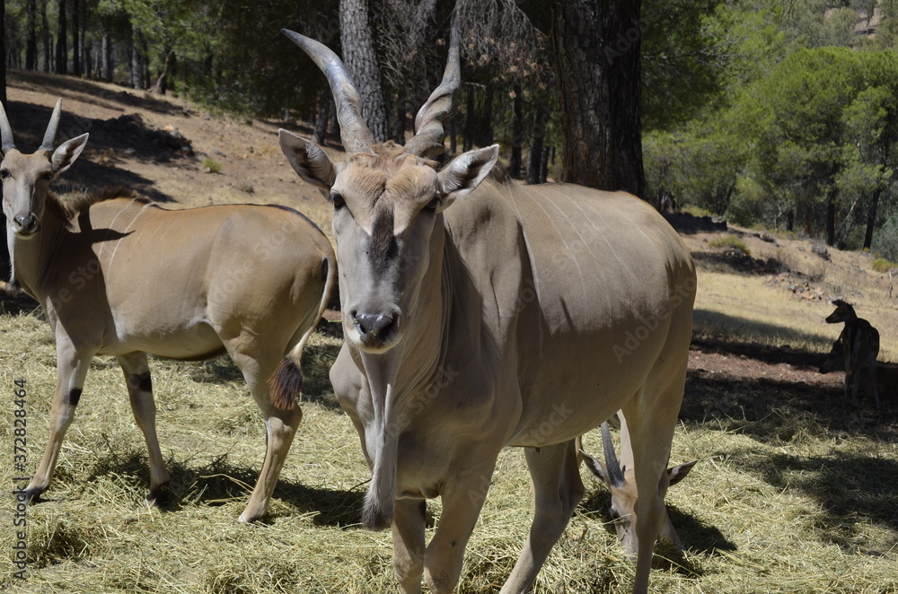 Eland Eland