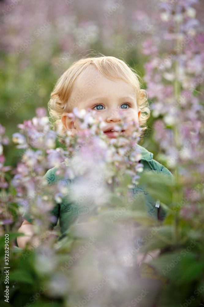 A cute little boy in a lavender field. Happy family leisure outdoors. A cute little boy in a lavender field. Happy family leisure outdoors.