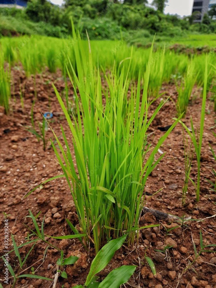 Obraz premium Rice plant
