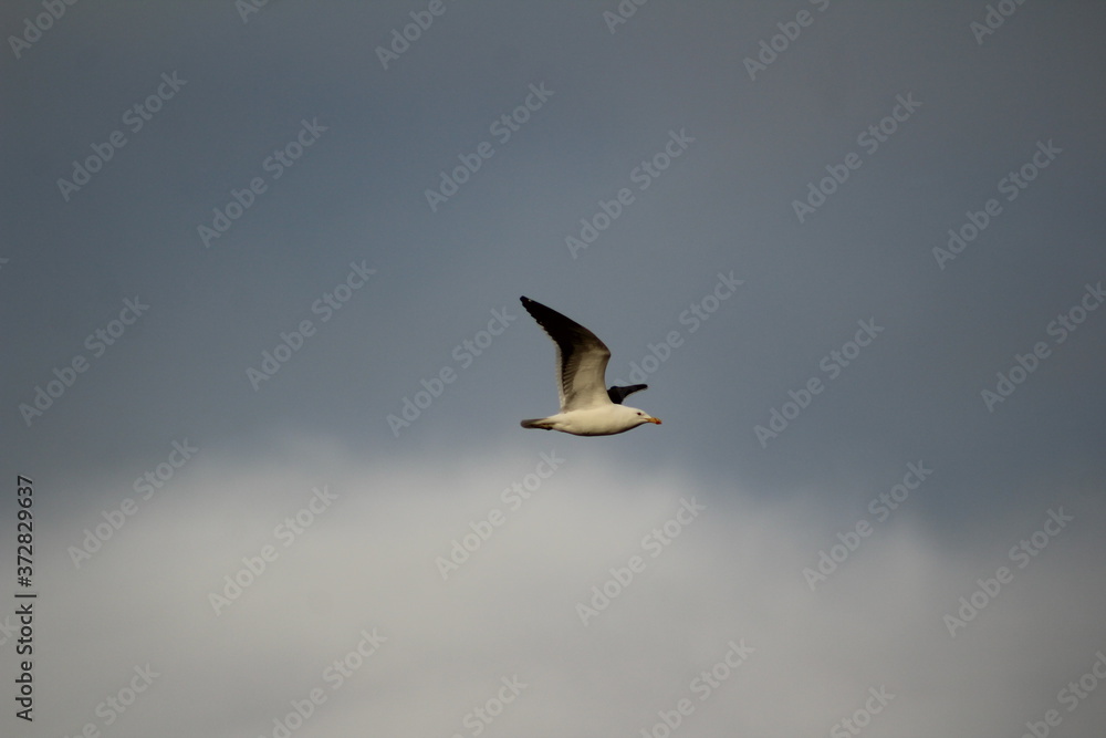 seagull in flight