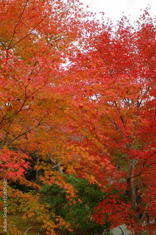 紅葉 紅葉