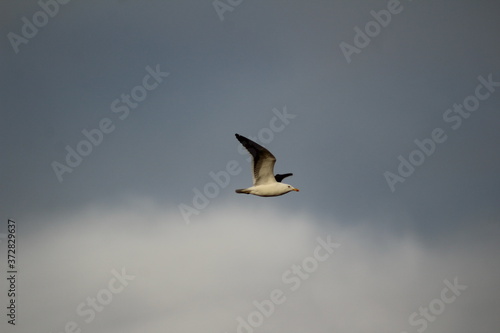 seagull in flight