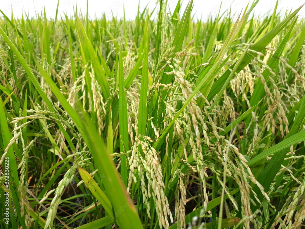 Close up of golden ear of rice getting ripe on paddy rice field, golden paddy field in India, green grass in the wind, green rice field. Close up of golden ear of rice getting ripe on paddy rice field, golden paddy field in India, green grass in the wind, green rice field.