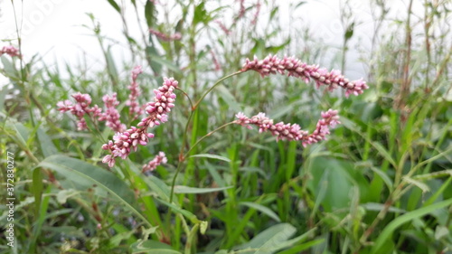 Pennsylvania smartweed flowers in india  pink color Persicaria pensylvanica flowers in the India  flowers in the wild.