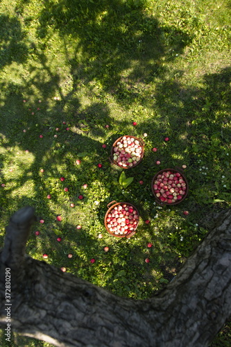Apples on the grass. Apple baskets are on the grass under the tree.