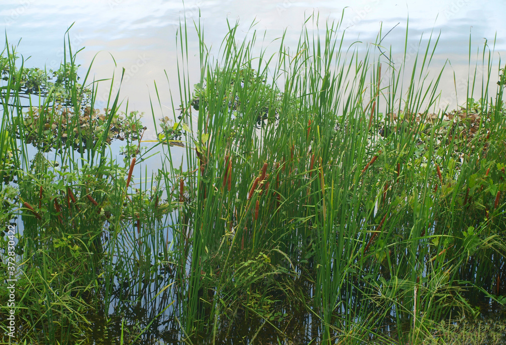 Green grass and water. Greenery pond. Painterly creative substrate, background image. Tall reeds on thin stems grow on a shore of a pond in the water. Close up, macro background illustration of sedge