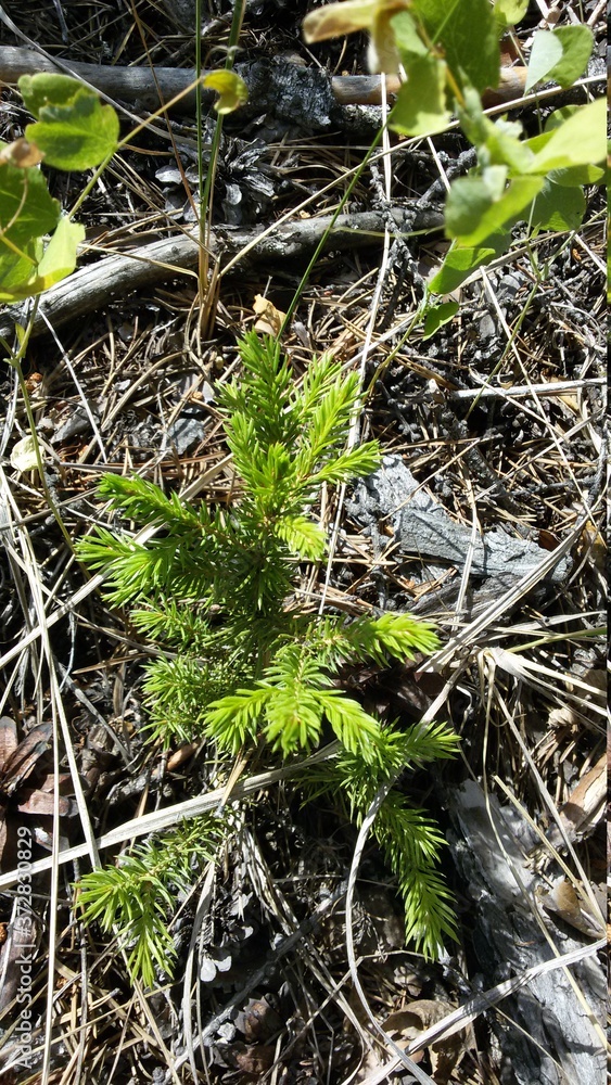 young fir tree young fir tree