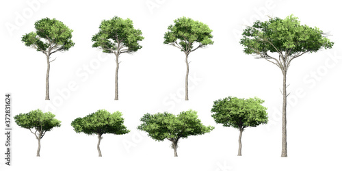 Collection of  Mediterranean trees isolated on white background