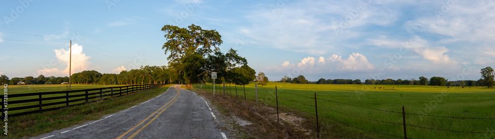 Country road panorama with cow pasture
