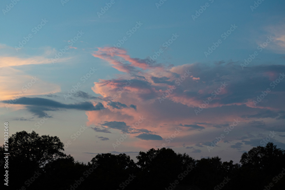Pink cloudscape over treetops