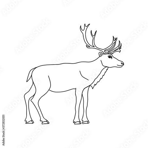 Reindeer vector illustration. Deer hand drawn line drawing.