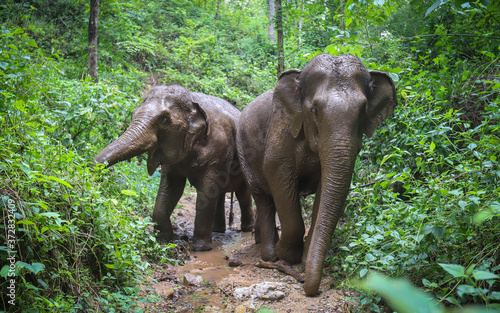 Canvas Print Two Asian elephants in a Thai wildlife sanctuary