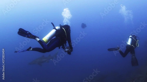 Wallpaper Mural Two scuba divers swimming in underworld deep sea water with large majestic grey nurse sand tiger sharks by coral reef seabed, Queensland, Australia, handheld pan behind Torontodigital.ca