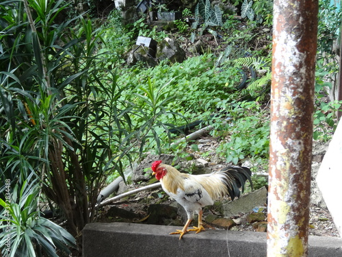 野生の鶏、マレーシアバトゥケーブ/Wild fowl at Batu caves, Malaysia photo