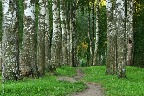 A narrow path in the forest between two rows of powerful trunks of old birches.