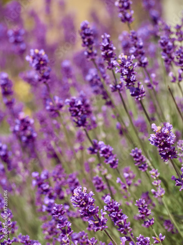 Soft focus on lavender flowers in flower garden. © Kulbabka