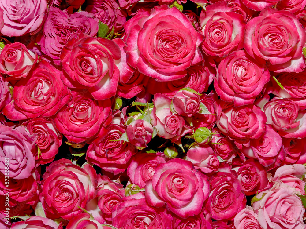 Flowers background. Close up. Flowers background. Close up.