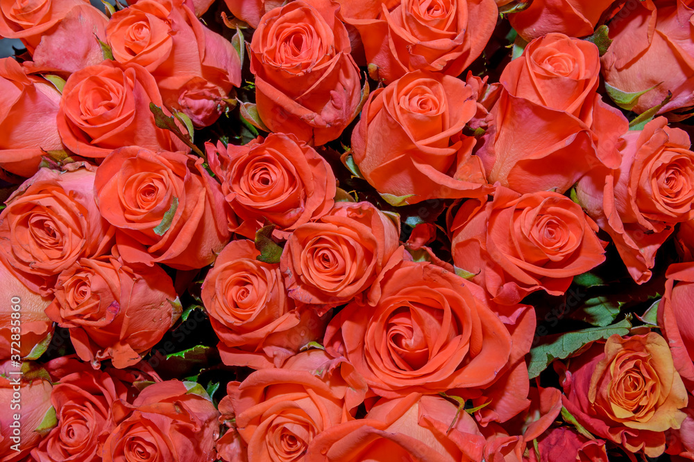 Flowers background. Close up. Flowers background. Close up.