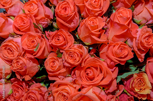 Flowers background. Close up.
