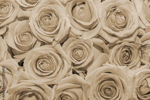Fototapeta Naklejka Na Ścianę i Meble -  Flowers background. Close up. Sepia effect.