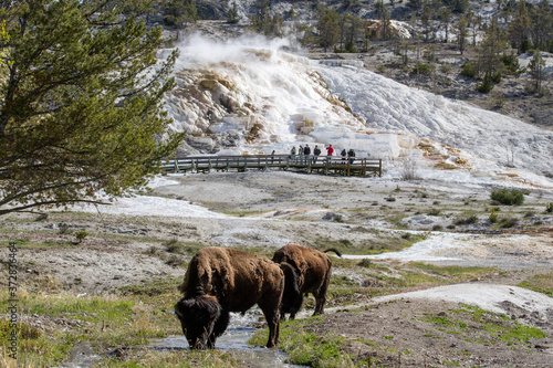 American Bison grazing at Mammoth Hot Springs