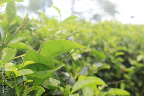 Green Leaf On Tea Gardens In The Morning Are Fresh And Green