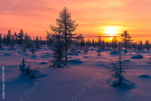 Winter scene. Snowscape. Forest, sunset, trees. Winter snowscape with forest, trees and snowy cliffs. Blue sky. Winter landscape.